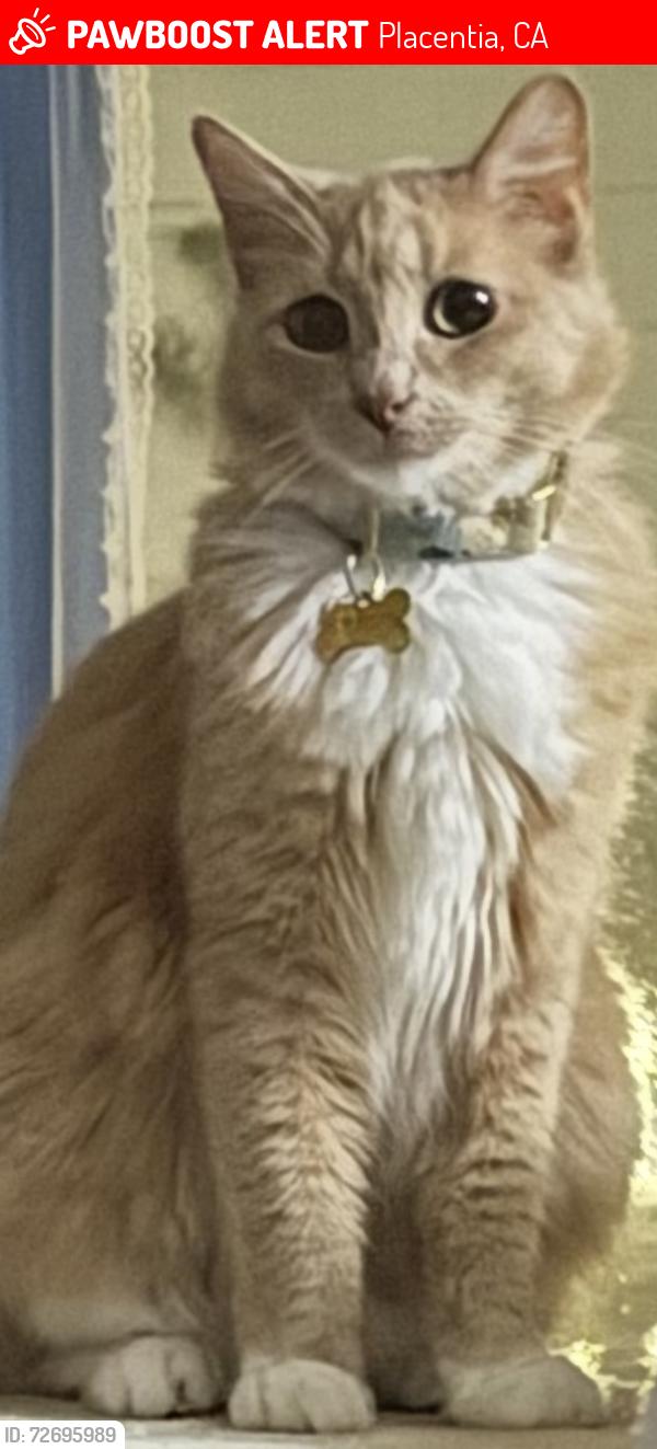 Lost Female Cat last seen Chapman Ave , Placentia, CA 92870