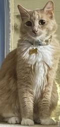 Lost Female Cat last seen Chapman Ave , Placentia, CA 92870