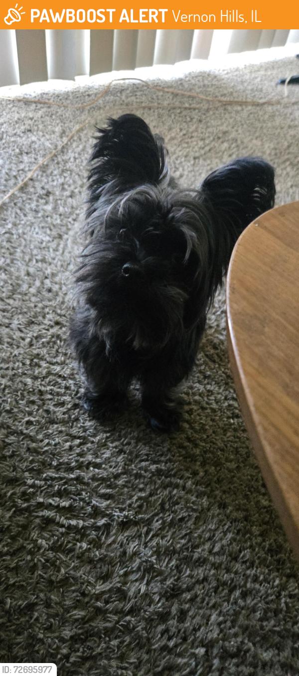 Found/Stray Male Dog last seen westmoreland and 83, Vernon Hills, IL 60061