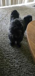Found/Stray Male Dog last seen westmoreland and 83, Vernon Hills, IL 60061
