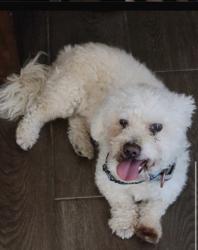 Found/Stray Male Dog last seen simmons and gowan, North Las Vegas, NV 89032