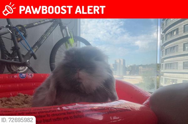 Lost Male Rabbit last seen The bench under the hut with a big fallen branch on the floor between viaduct & tumulus in Hampstead park , Greater London, England 