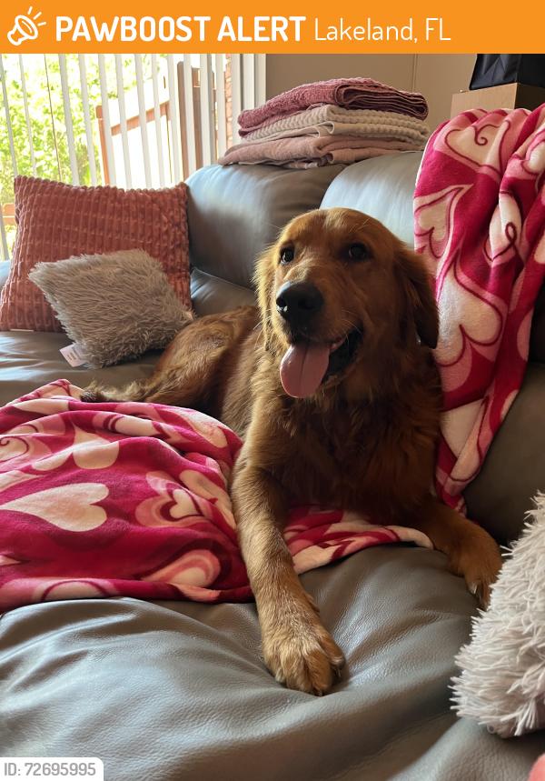 Found/Stray Male Dog last seen Reynolds road , Lakeland, FL 33801