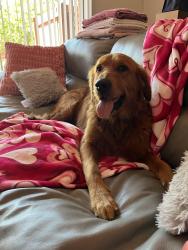Found/Stray Male Dog last seen Reynolds road , Lakeland, FL 33801