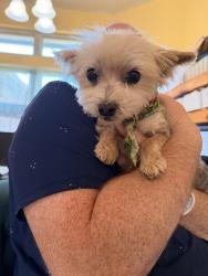 Found/Stray Male Dog last seen Firelane & Old English, Edmond, OK 73003