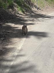 Found/Stray Unknown Dog last seen Kilkare rd by the trail, Sunol, CA 94586
