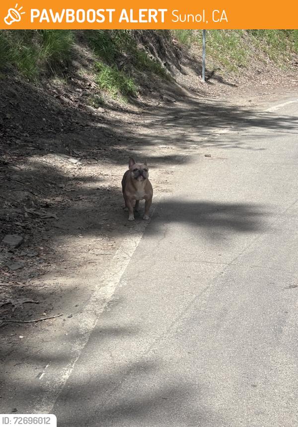 Found/Stray Unknown Dog last seen Kilkare rd by the trail, Sunol, CA 94586