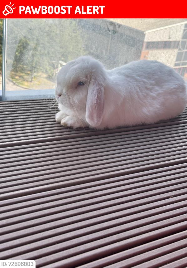 Lost Female Rabbit last seen Last seen at the bench under the hut in Hampstead heath park. There is a big fallen branch on the floor next to the hut and they were supposed to of run in the bushes. The hut is in between tumulus and viaduct bridge , Greater London, England NW3 7HP