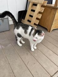 Found/Stray Unknown Cat last seen Raisin st and High St, Maybee, MI 48159