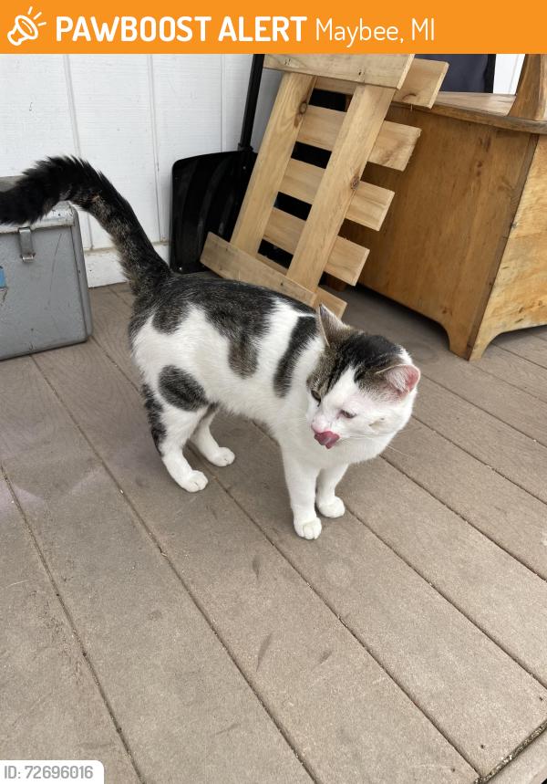 Found/Stray Unknown Cat last seen Raisin st and High St, Maybee, MI 48159