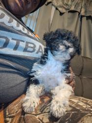 Lost Female Dog last seen Elgin and airline on 28 st, Muskogee, OK 74401