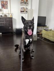 Found/Stray Male Dog last seen Ernest E. Debs Regional Park, Los Angeles, CA 90032
