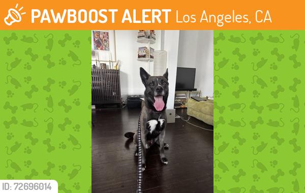 Found/Stray Male Dog last seen Ernest E. Debs Regional Park, Los Angeles, CA 90032