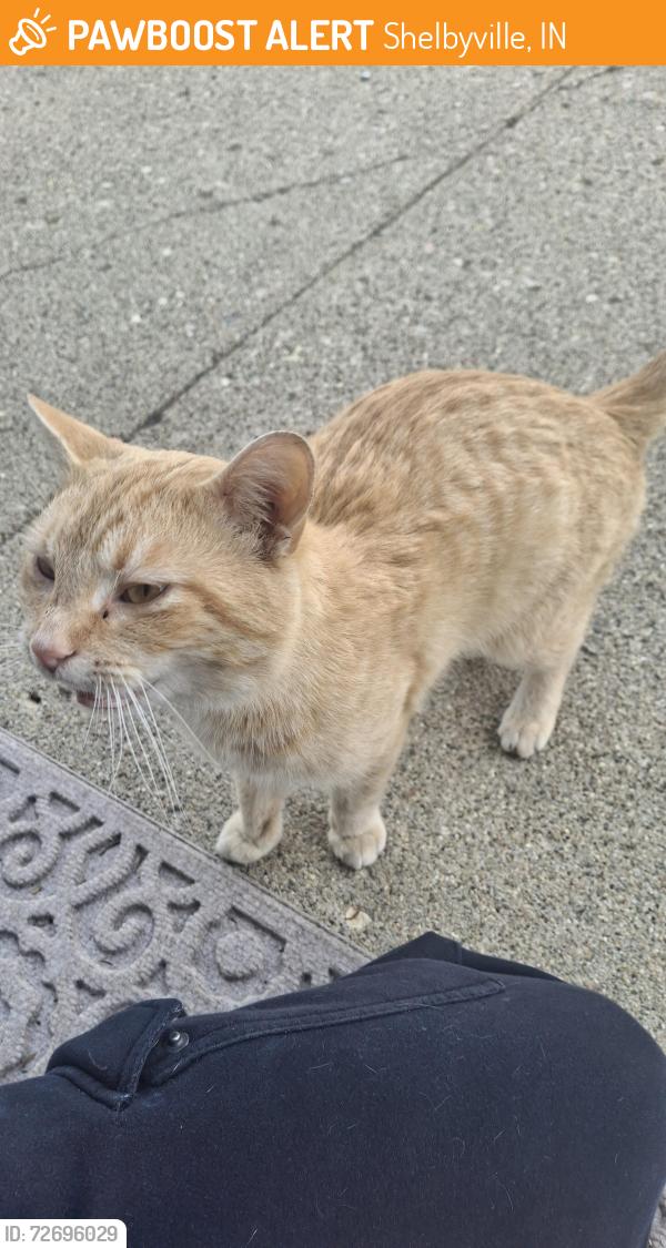 Found/Stray Male Cat last seen Anchor Counseling, Shelbyville, IN 46176
