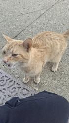 Found/Stray Male Cat last seen Anchor Counseling, Shelbyville, IN 46176