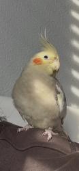 Lost Unknown Bird last seen katy tx, Katy, TX 77449