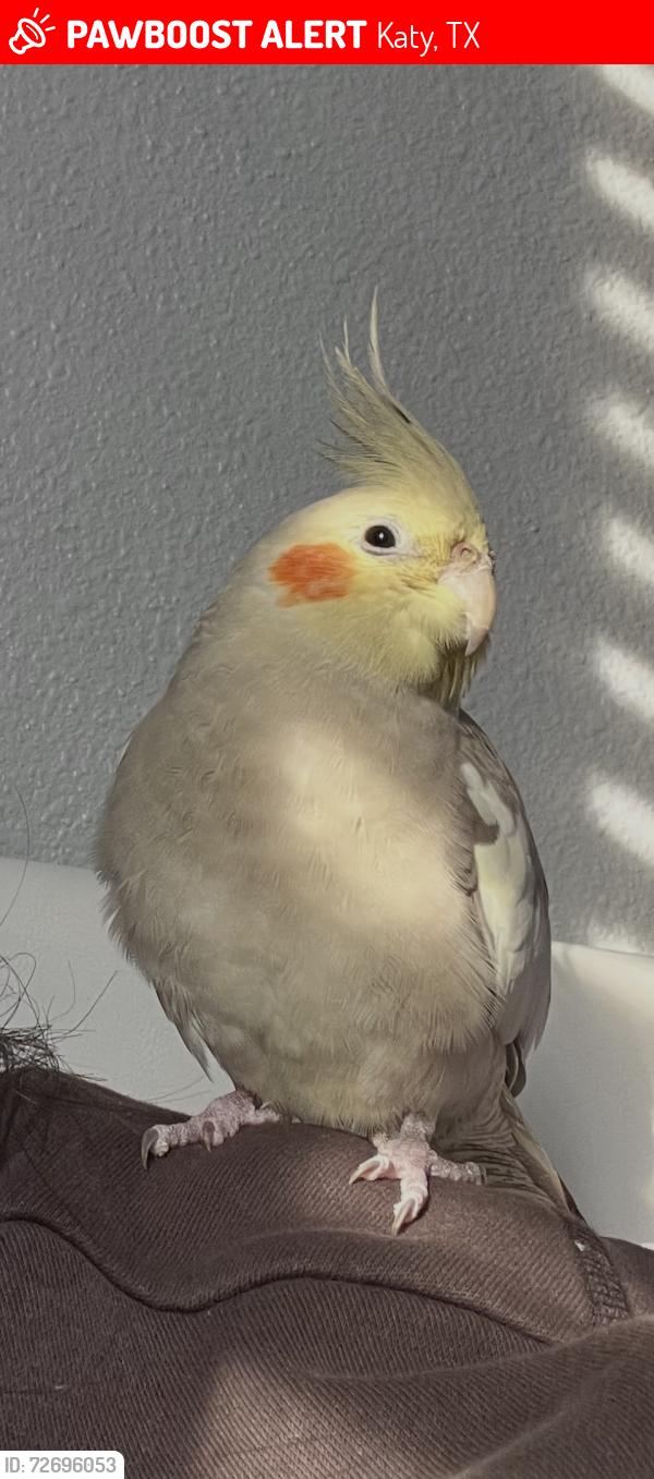 Lost Unknown Bird last seen katy tx, Katy, TX 77449