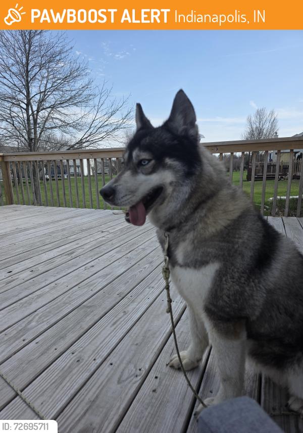 Found/Stray Female Dog last seen TOWNSHIPLINE Rd., Indianapolis , Indianapolis, IN 46260
