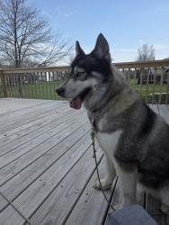 Found/Stray Female Dog last seen TOWNSHIPLINE Rd., Indianapolis , Indianapolis, IN 46260