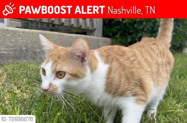 Lost Male Cat last seen Near hickory trace dr, Nashville, TN 37211