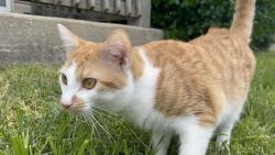 Lost Male Cat last seen Near hickory trace dr, Nashville, TN 37211