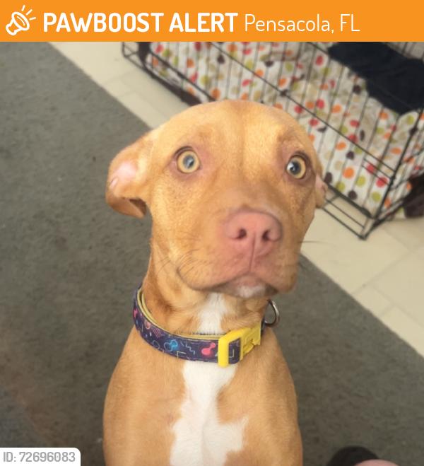 Found/Stray Female Dog last seen Montclair st, Pensacola, FL 32502