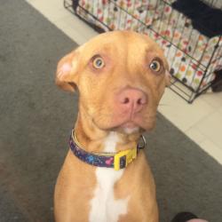Found/Stray Female Dog last seen Montclair st, Pensacola, FL 32502