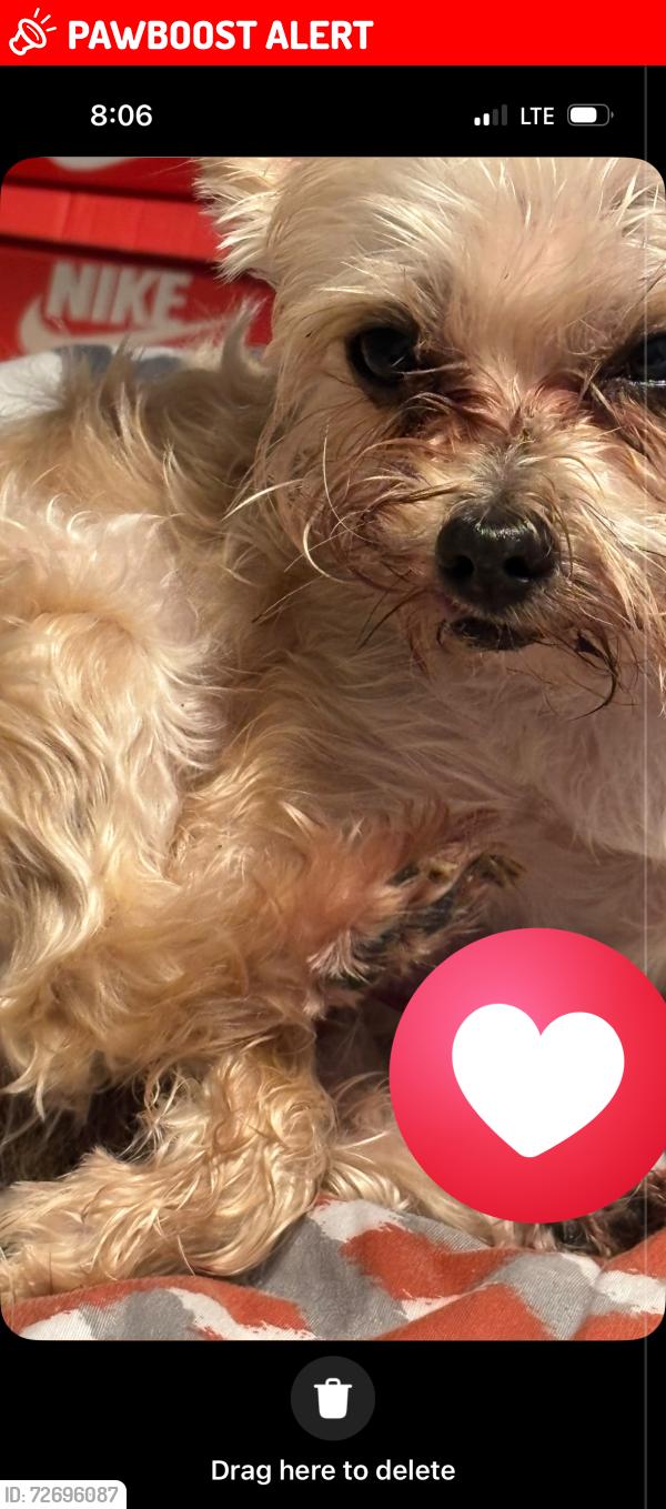 Lost Male Dog last seen Waltham/bets, North College Hill, OH 45239