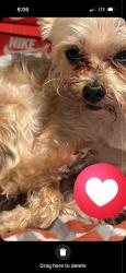 Lost Male Dog last seen Waltham/bets, North College Hill, OH 45239