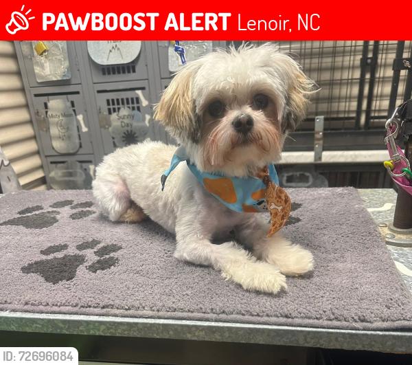 Lost Male Dog last seen Whitnel area, near Lowe’s hardware store, Lenoir, NC 28645