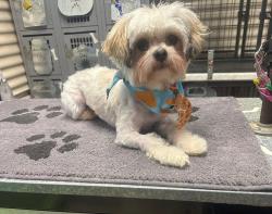 Lost Male Dog last seen Whitnel area, near Lowe’s hardware store, Lenoir, NC 28645