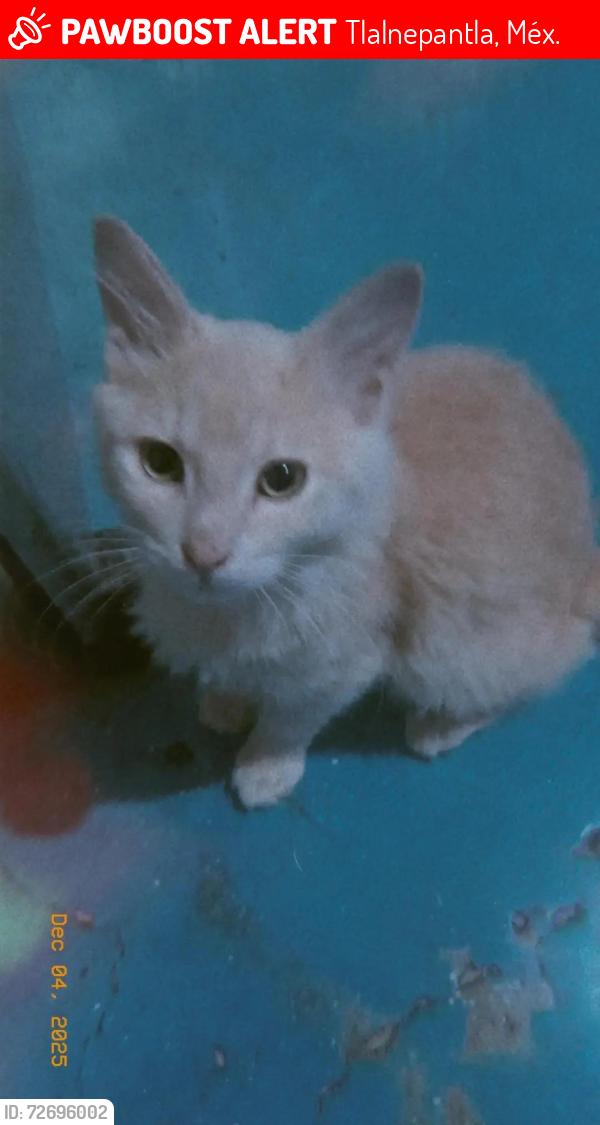 Lost Male Cat last seen techo de la casa y visto en las casas aledañas a prolongación principal 23#, Tlalnepantla, Méx. 54100