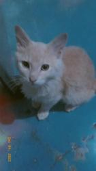 Lost Male Cat last seen techo de la casa y visto en las casas aledañas a prolongación principal 23#, Tlalnepantla, Méx. 54100