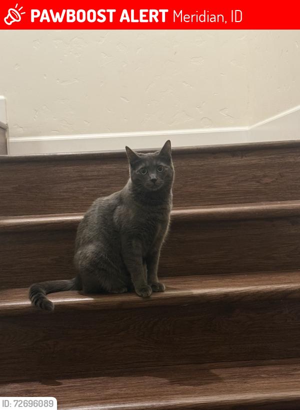 Lost Female Cat last seen Black Cat and Cherry, Meridian, ID 83642