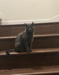 Lost Female Cat last seen Black Cat and Cherry, Meridian, ID 83642