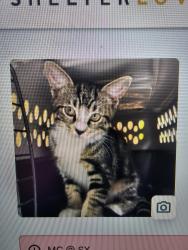 Found/Stray Male Cat last seen Near , Pensacola, FL 32505