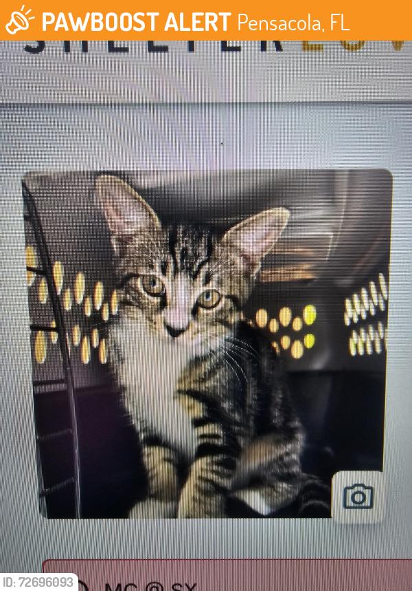 Found/Stray Male Cat last seen Near , Pensacola, FL 32505