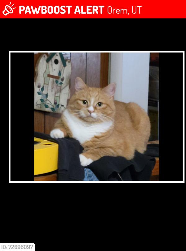 Lost Female Cat last seen W 1200 N st , Orem, UT 84057
