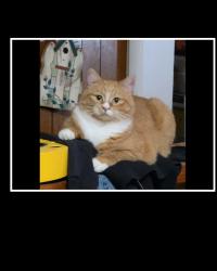 Lost Female Cat last seen W 1200 N st , Orem, UT 84057