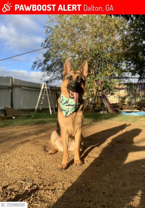 Lost Female Dog last seen Salmon Baptist church , tractor supply , Dalton, GA 30721