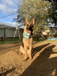 Lost Female Dog last seen Salmon Baptist church , tractor supply , Dalton, GA 30721