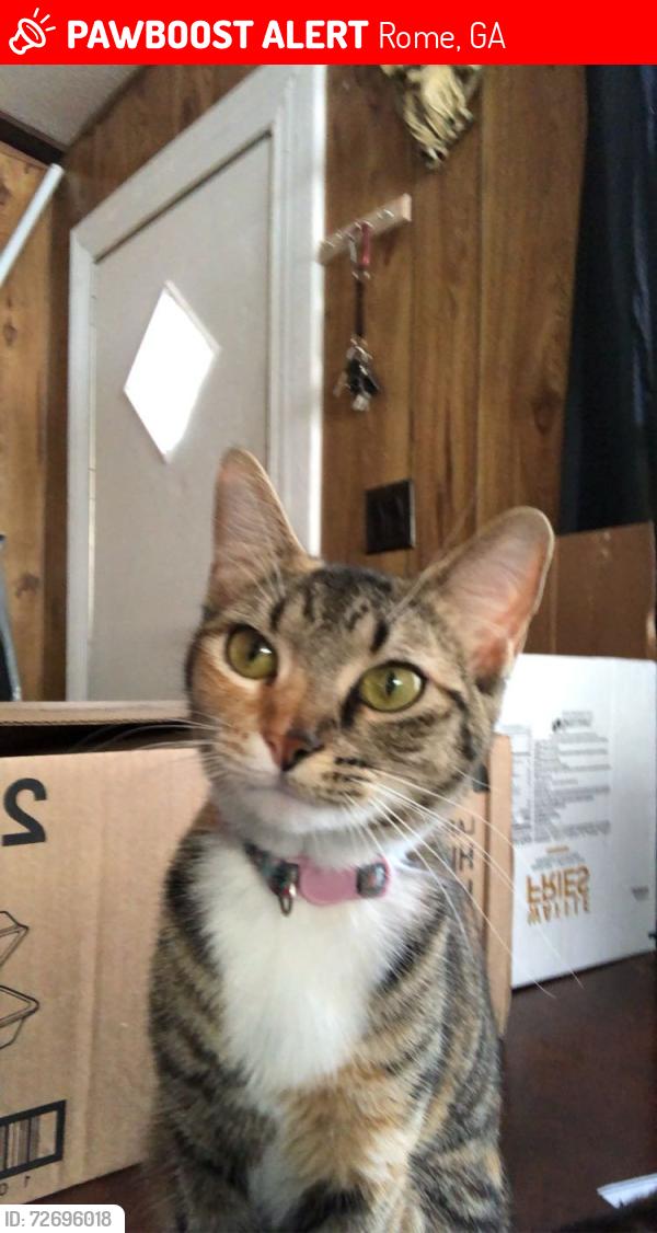 Lost Female Cat last seen Mobile  community, Rome, GA 30165
