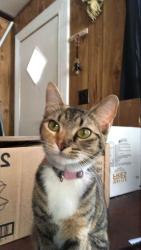 Lost Female Cat last seen Mobile  community, Rome, GA 30165