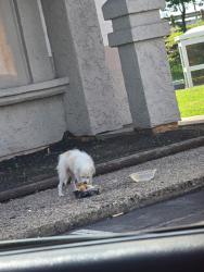 Found/Stray Unknown Dog last seen Pillar building, photo shoes little detail, Houston, TX 77015