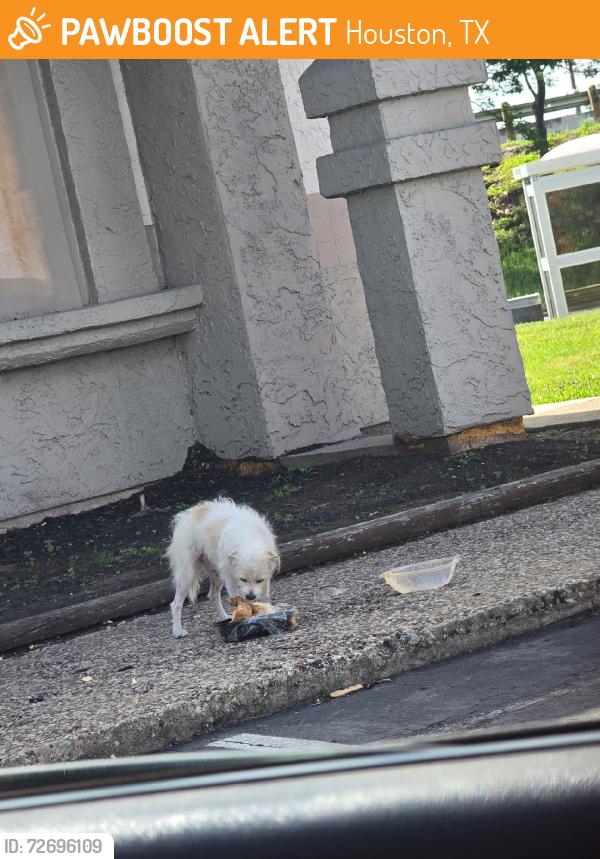 Found/Stray Unknown Dog last seen Pillar building, photo shoes little detail, Houston, TX 77015