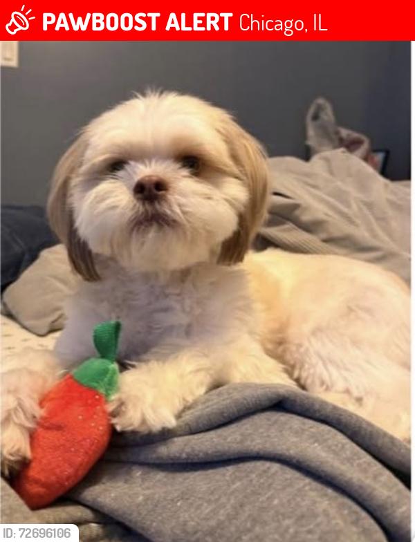 Lost Male Dog last seen Monitor and Wilson ave , Chicago, IL 60630