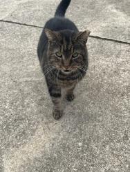 Found/Stray Unknown Cat last seen Off Main Street , Mantua, OH 44255