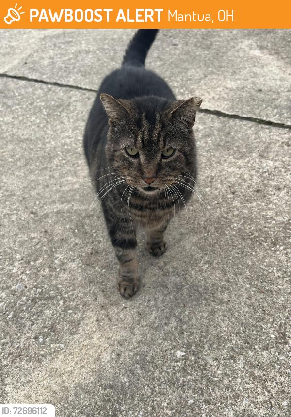 Found/Stray Unknown Cat last seen Off Main Street , Mantua, OH 44255