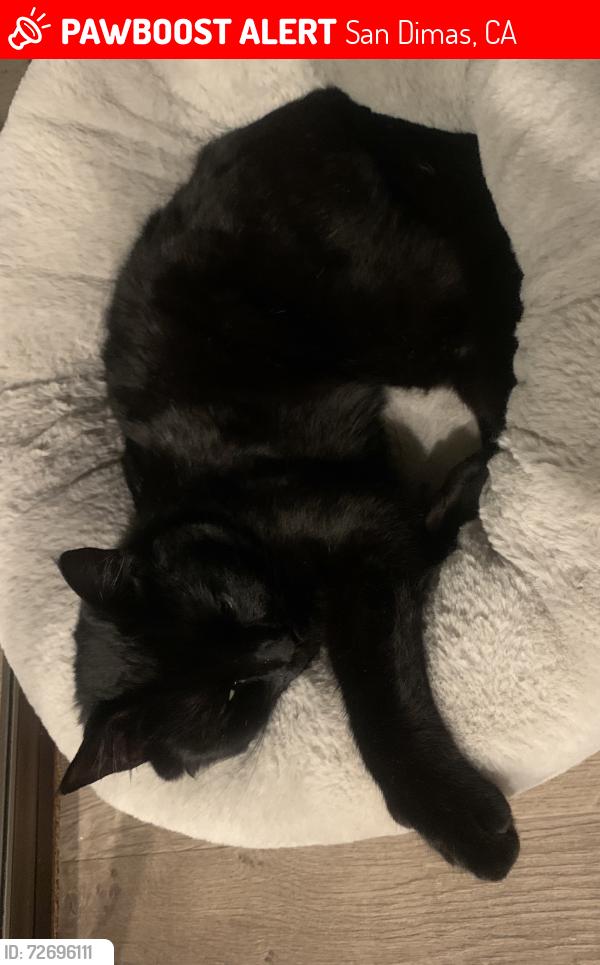 Lost Male Cat last seen Allen Ave/Cataract Ave/San Dimas Canyon , San Dimas, CA 91740