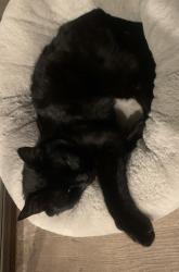 Lost Male Cat last seen Allen Ave/Cataract Ave/San Dimas Canyon , San Dimas, CA 91740